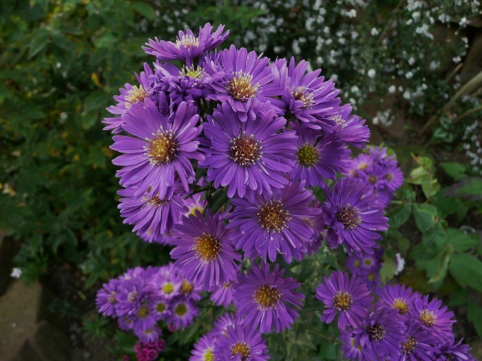 [Bild: aster-lila1.jpg]