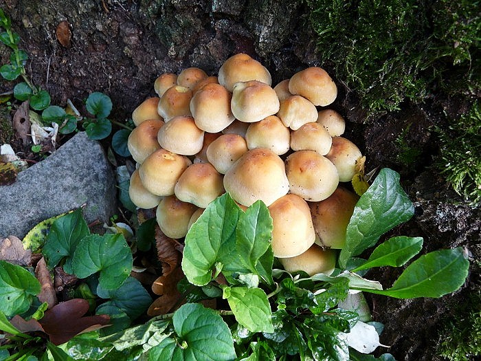 [Bild: pilz3-im-garten.jpg]