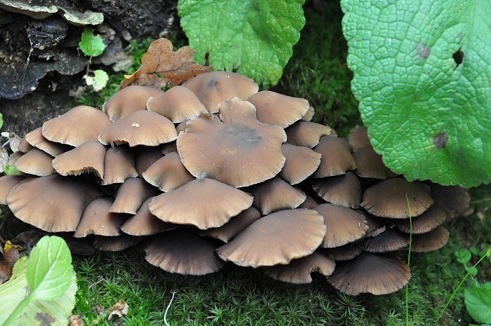 [Bild: pilz5-im-garten.jpg]